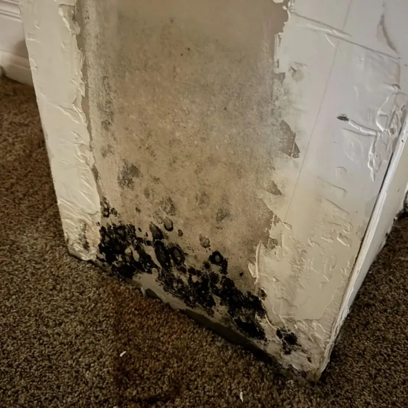 Professional Mold Removal in Osceola, IA
